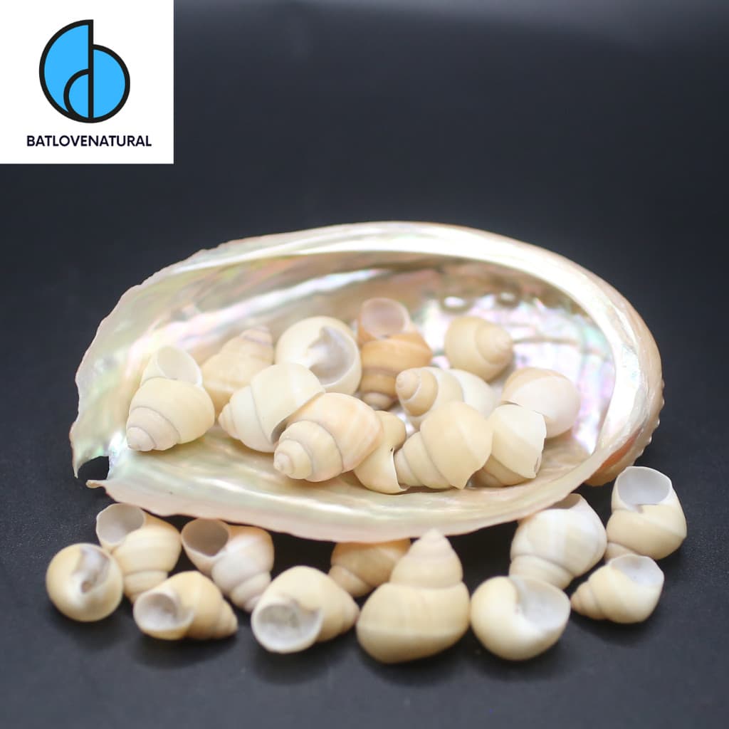 Combo vỏ ốc Neothauma - Vỏ ốc mượn hồn ( Hermit carb shells) - Vỏ ốc trang trí nhiều kích thước nhỏ vừa lớn