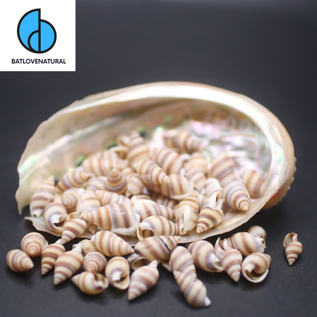 Vỏ ốc Nassarius Reeveanus ( Vỏ rất nhỏ ) - Vỏ ốc trang trí nhiều kích thước - Vỏ ốc biển đẹp