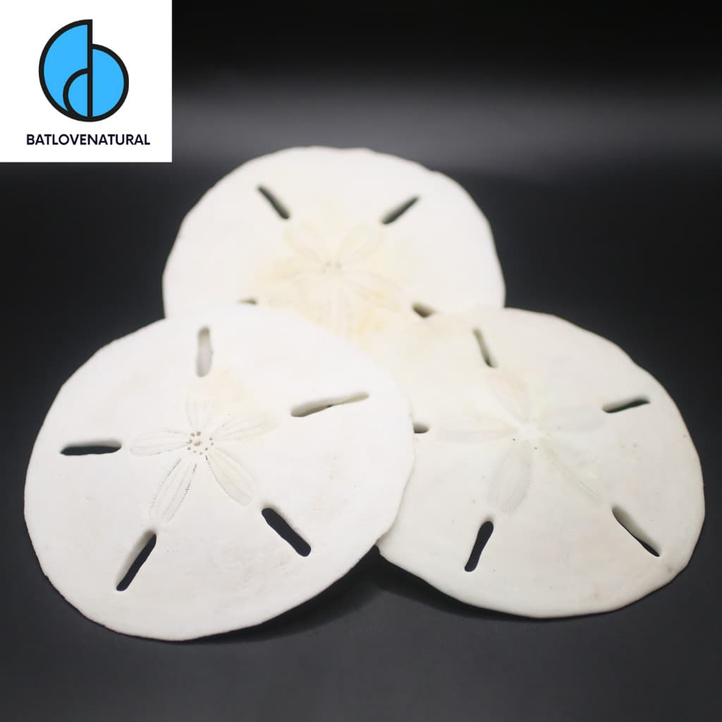 Vỏ Sand Dollar - BATLOVENATURAL - Vỏ ốc trang trí nhiều kích thước - Vỏ ốc đẹp · Ảnh 1