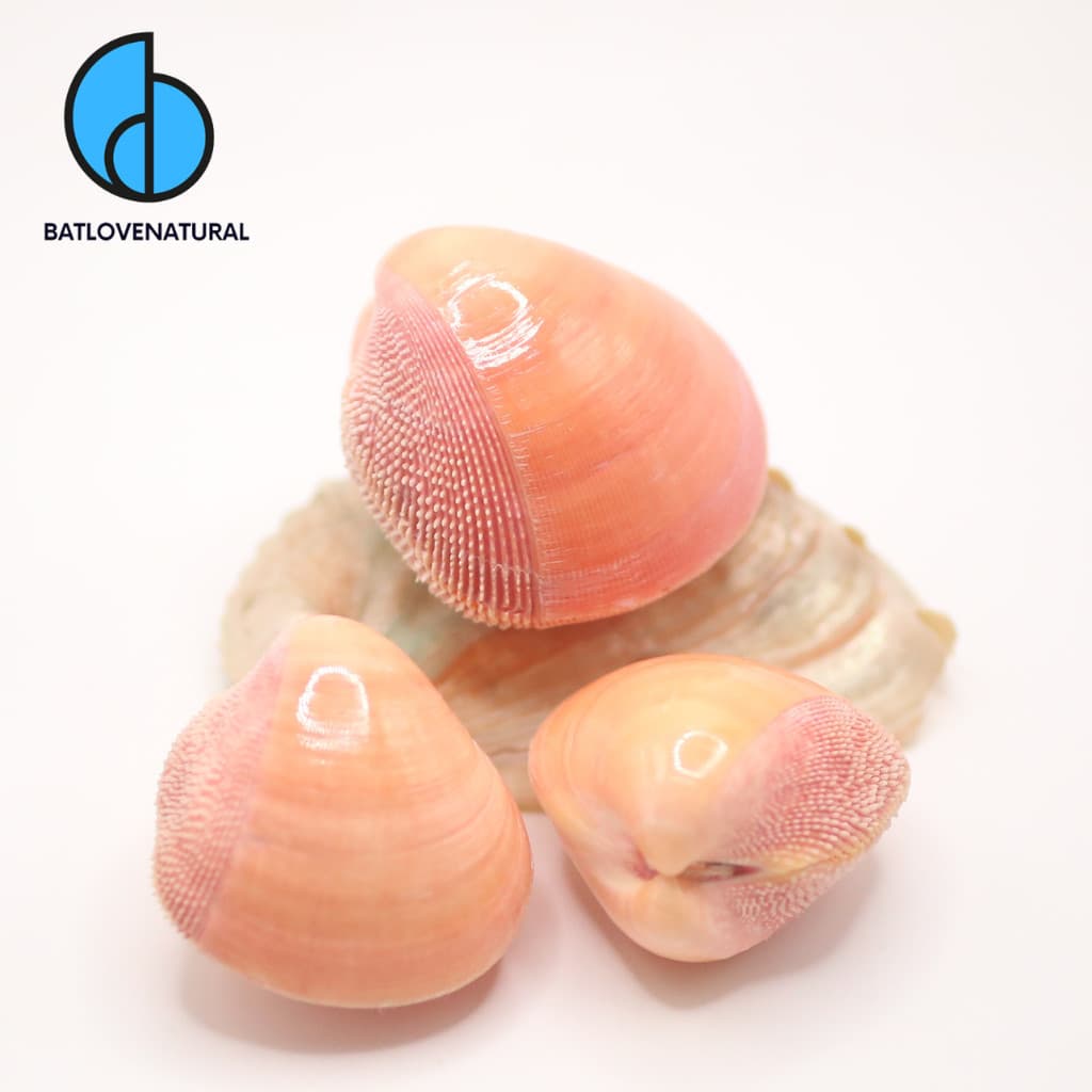 Vỏ ốc Nemocardium Bechei - Vỏ ốc trang trí nhiều kích thước - Vỏ ốc đẹp