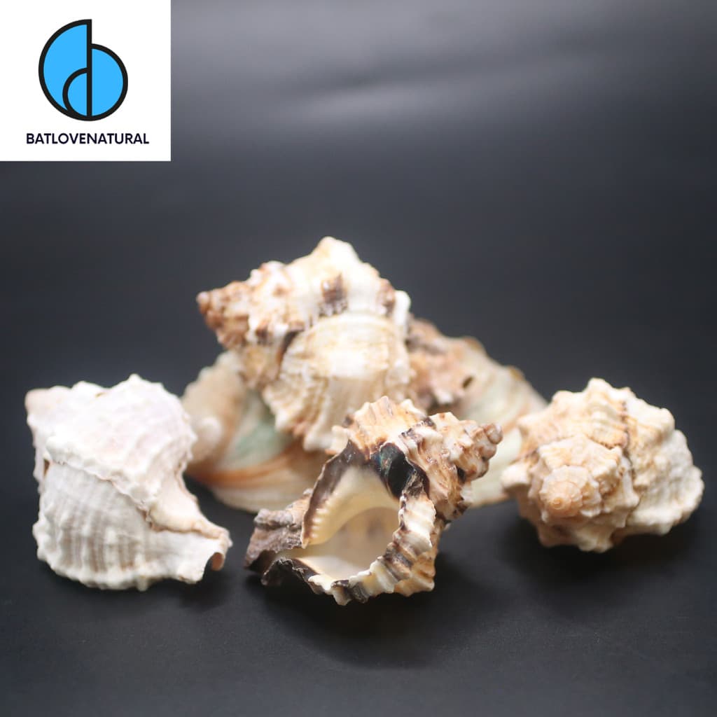 Vỏ ốc Apple Murex - Vỏ ốc mượn hồn ( Hermit carb shells) - Vỏ ốc trang trí nhiều kích thước nhỏ vừa lớn