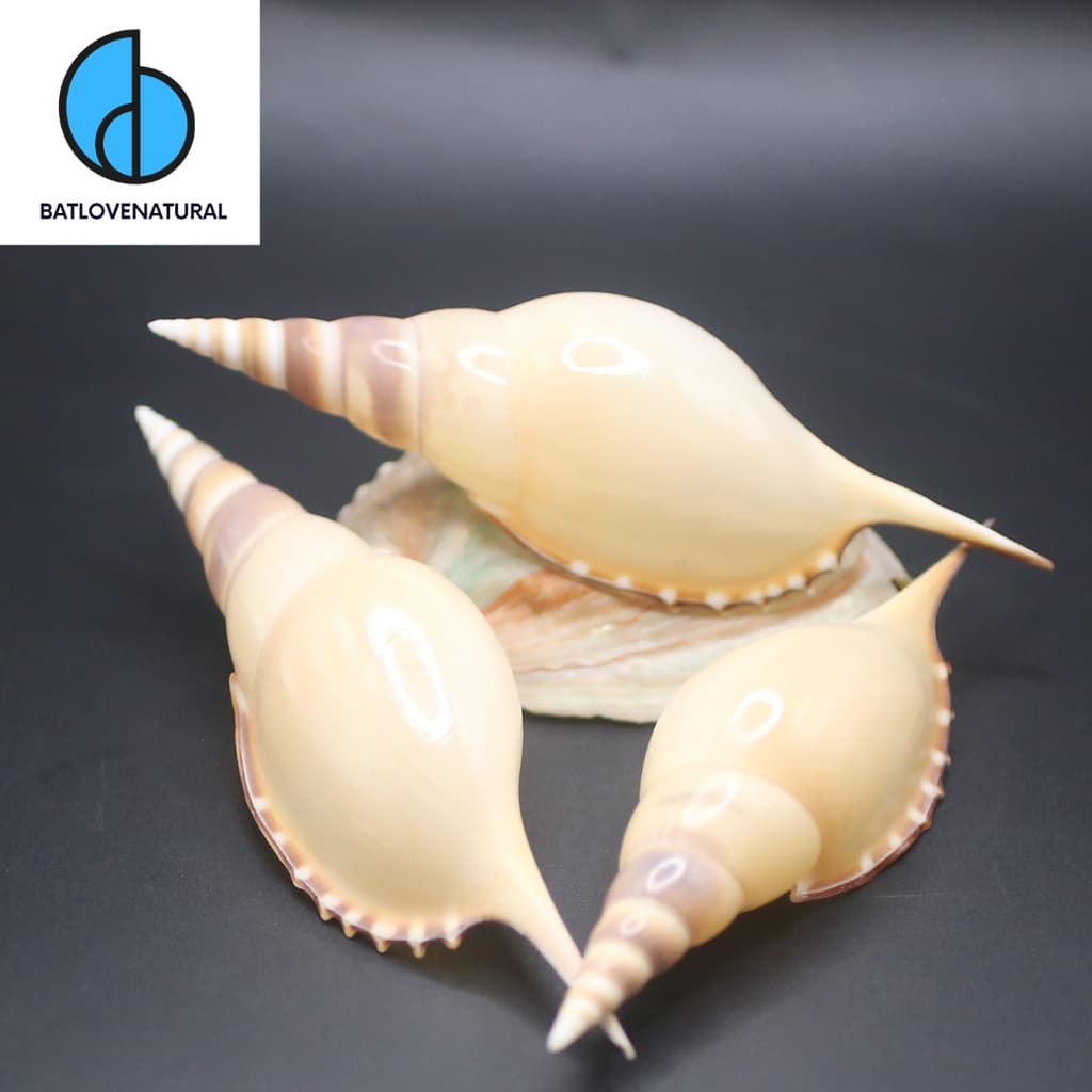 Vỏ ốc Tibia martinii - Vỏ ốc trang trí nhiều kích thước - Vỏ ốc đẹp