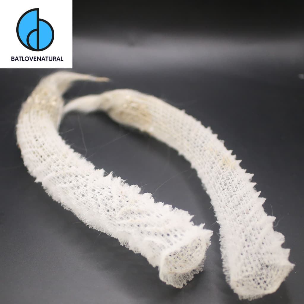 Vỏ Venus Flower Basket - Vỏ ốc trang trí nhiều kích thước - Vỏ ốc đẹp