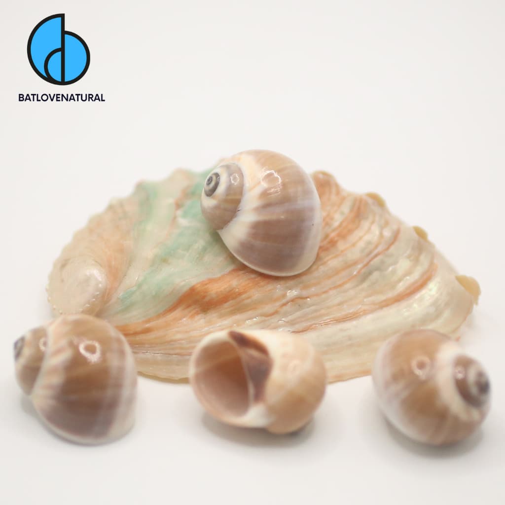 Vỏ ốc Natica Fasciata - Vỏ ốc mượn hồn - Vỏ ốc trang trí nhiều kích thước nhỏ vừa lớn