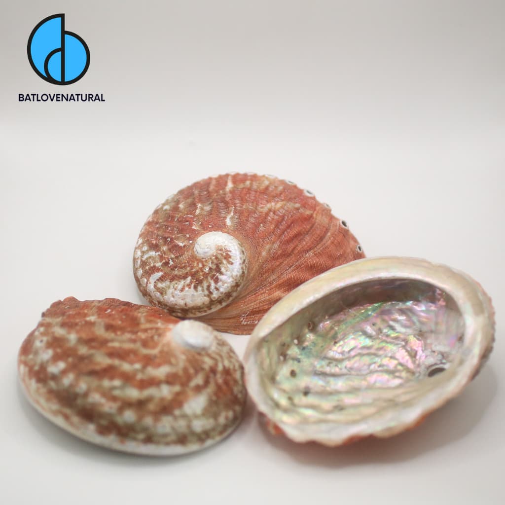Vỏ Bào ngư đỏ big size (Haliotis rubra Abalone shells) - Vỏ bào ngư trang trí nhiều kích thước - Vỏ bào ngư đẹp