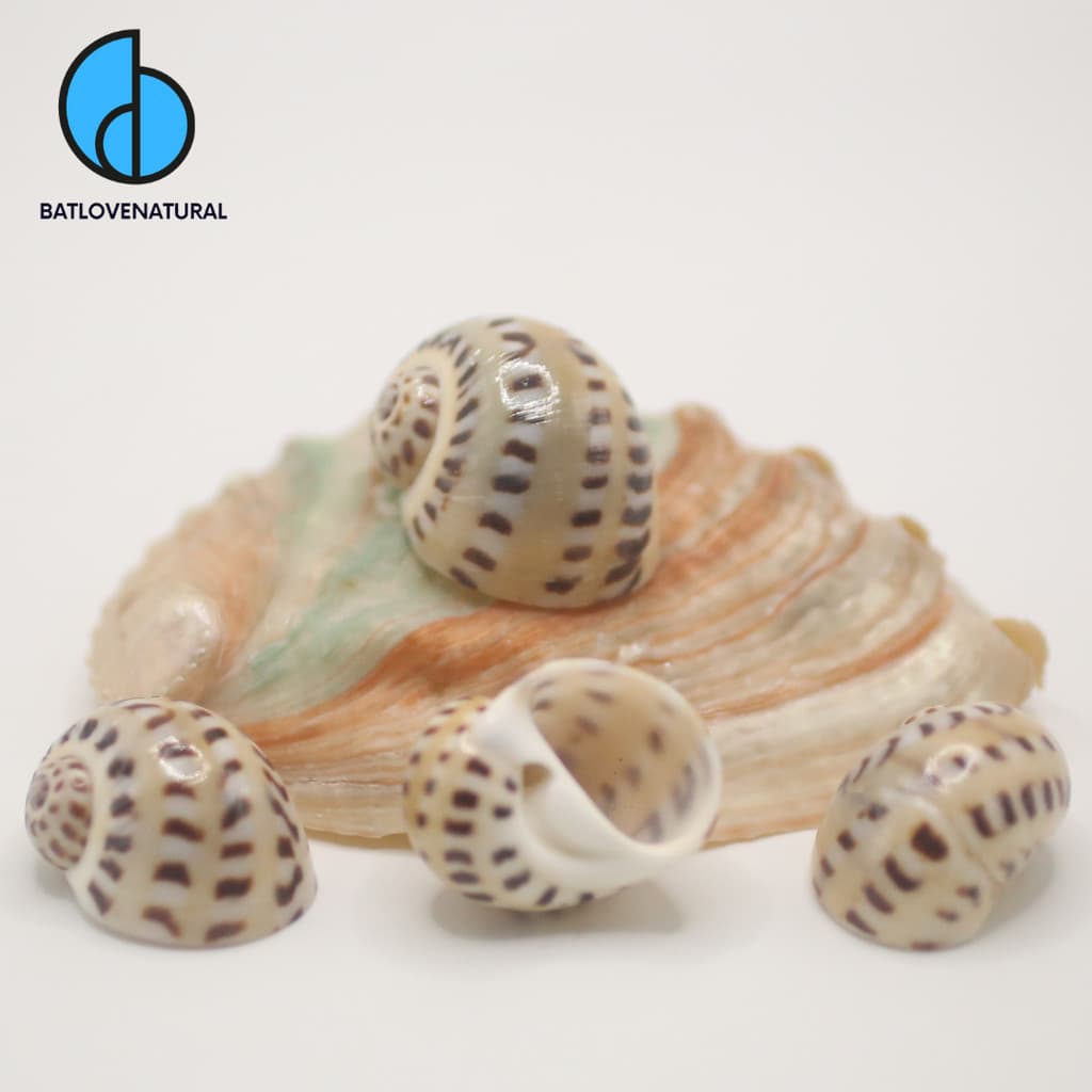 Vỏ ốc Natica Onca - Vỏ ốc mượn hồn - Vỏ ốc trang trí nhiều kích thước nhỏ vừa lớn
