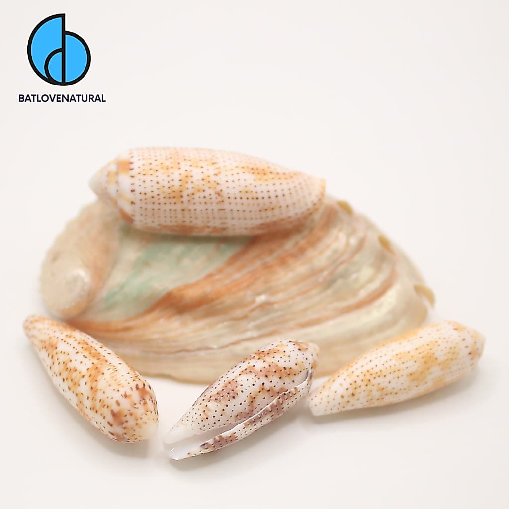 Vỏ ốc Conus Nussatella - Vỏ ốc trang trí nhiều kích thước nhỏ vừa lớn - Vỏ ốc đẹp