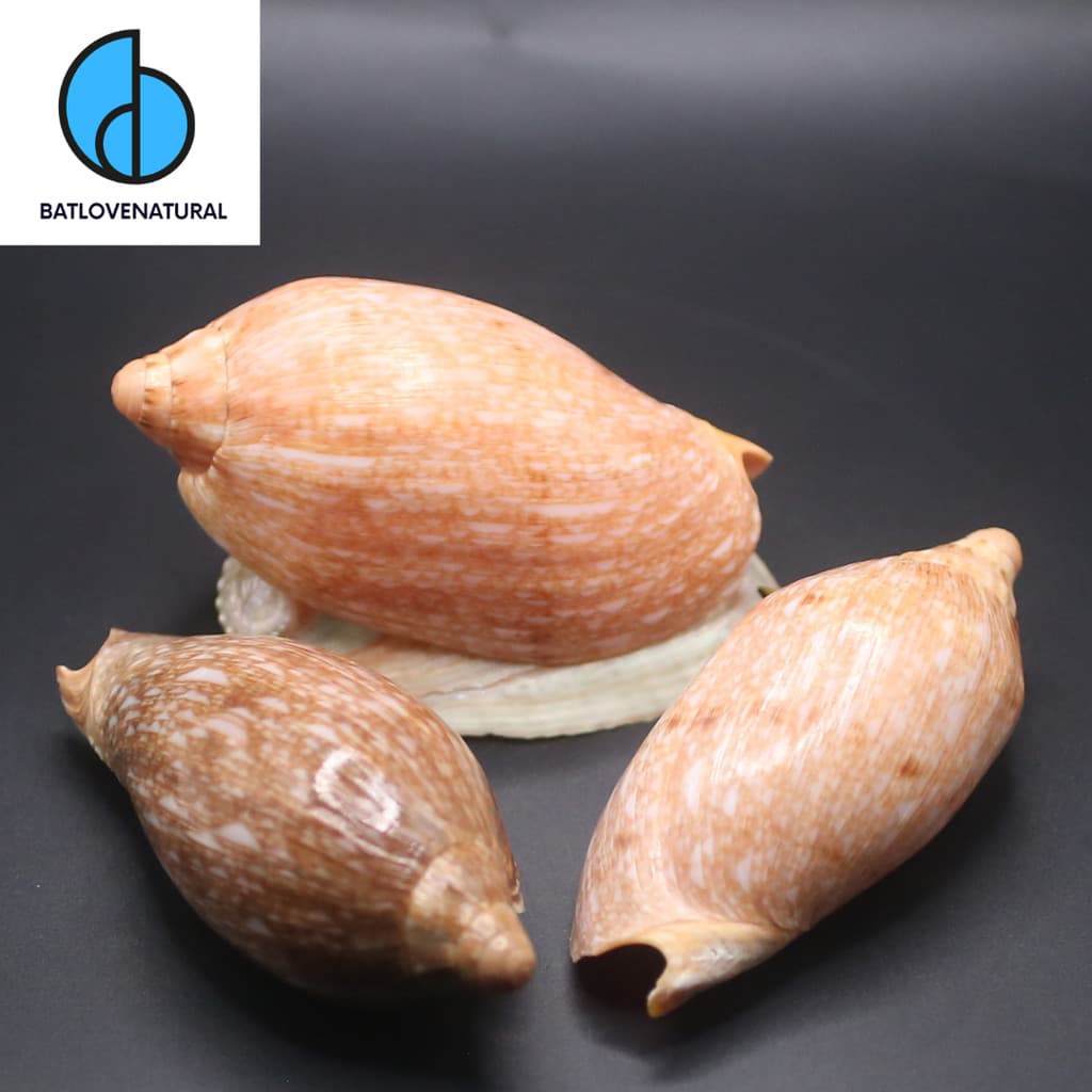 Vỏ Cymbiola marispuma - BATLOVENATURAL - Vỏ ốc trang trí nhiều kích thước - Vỏ ốc đẹp