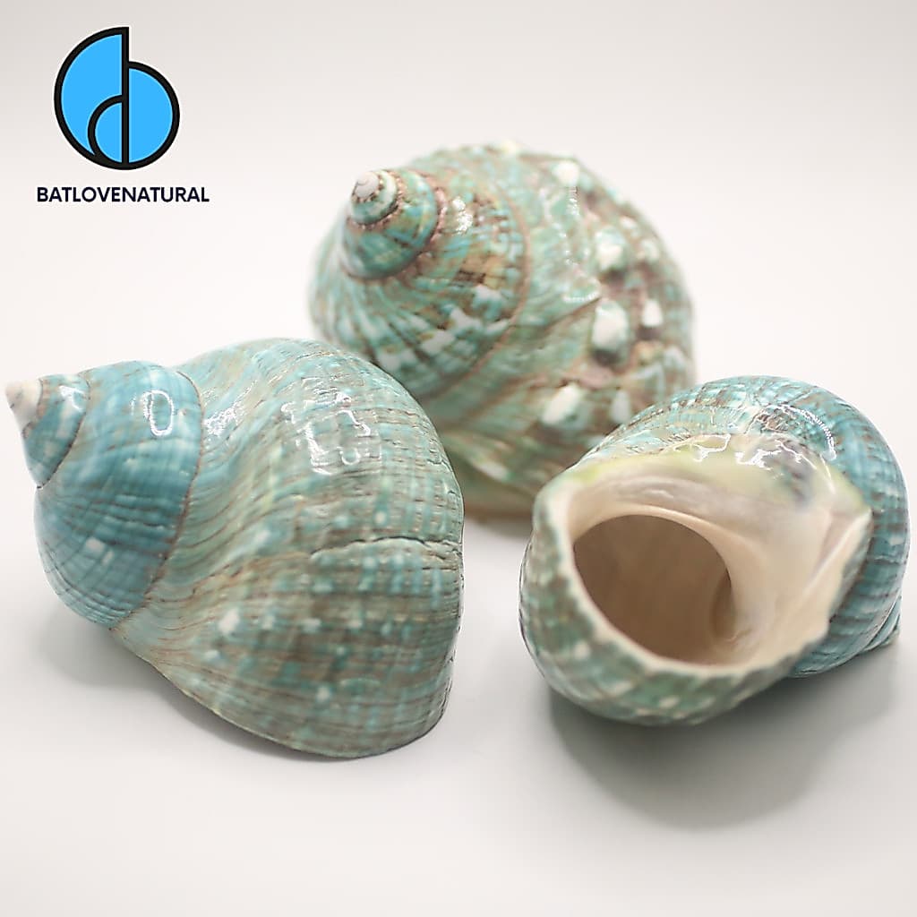 Turbo imperialis - Vỏ ốc Xà Cừ Xanh Khổng Lồ - Vỏ ốc mượn hồn - Vỏ ốc trang trí nhiều kích thước.