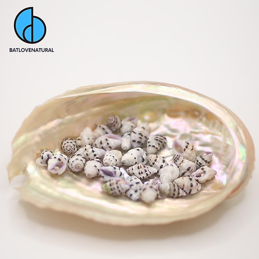 Vỏ ốc Drupella margariticola - Vỏ ốc siêu siêu nhỏ - Vỏ ốc mini