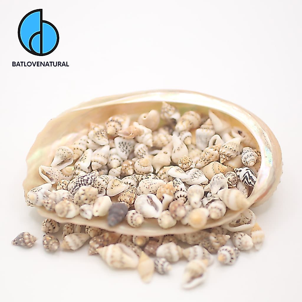 Vỏ Ốc Mix Tiny Sea Shells - Dove Shells - DIY - Phụ kiện trang trí - Vỏ ốc, vỏ sò trang trí - Vỏ sò ốc đẹp