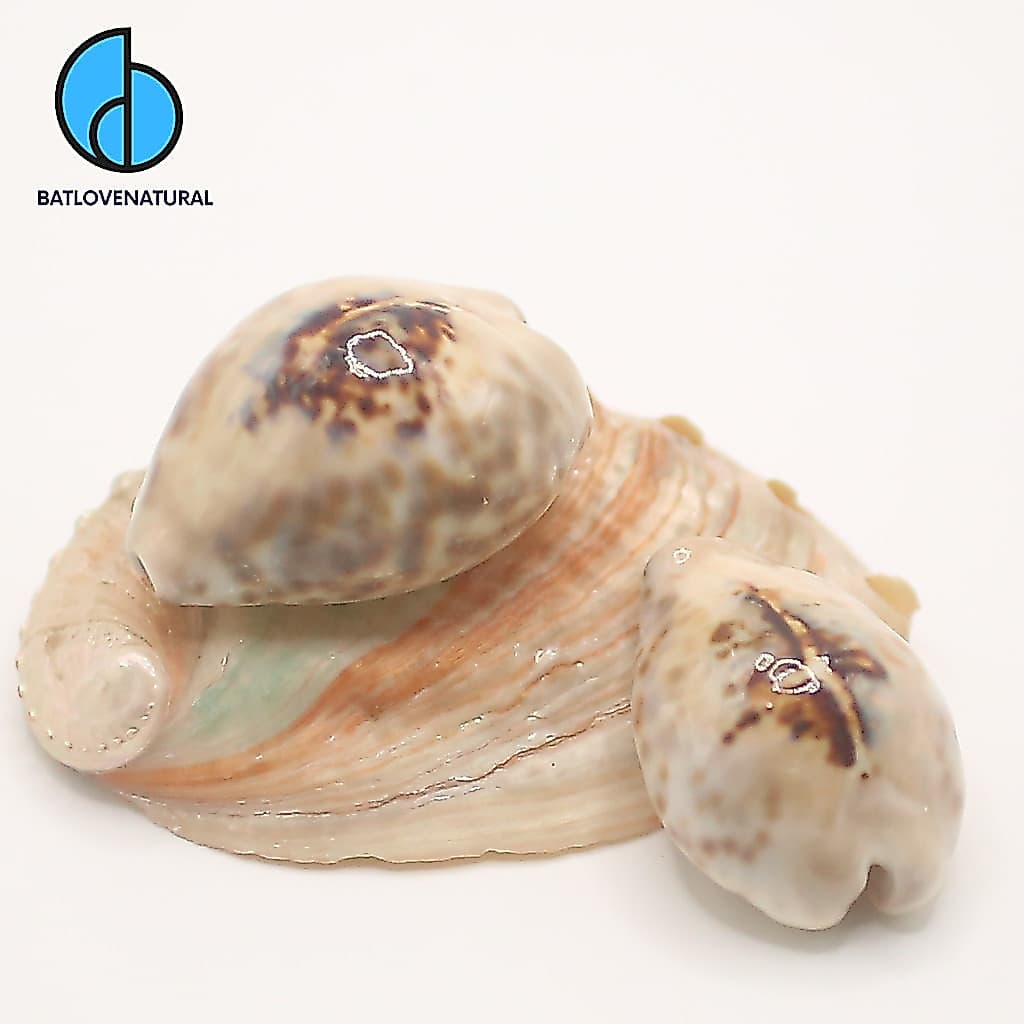 Vỏ ốc Cypraea Barycypraea  teleuri - Vỏ ốc trang trí nhiều kích thước nhỏ vừa lớn - Vỏ ốc đẹp