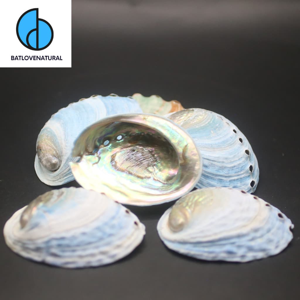Vỏ Blue Abalone Shells (Bào ngư xanh dương) - Vỏ bào ngư trang trí nhiều kích thước - Vỏ bào ngư đẹp