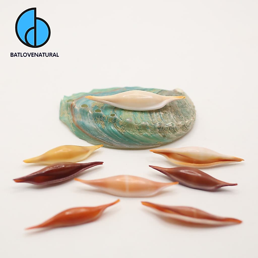 Vỏ ốc Volva Volva - Vỏ ốc trang trí nhiều màu sắc - Vỏ ốc đẹp