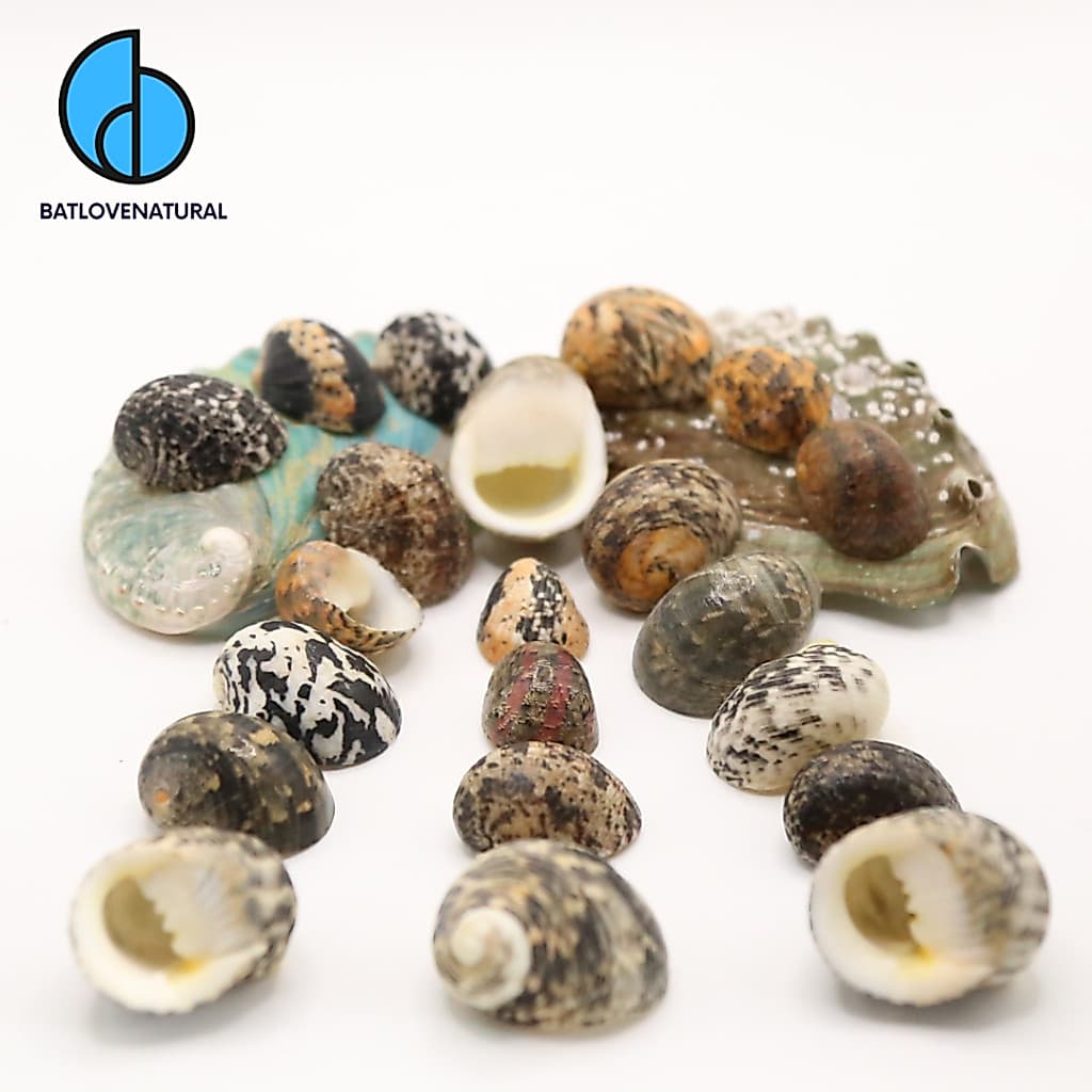 Combo vỏ ốc Móng Ngựa Nhỏ - Vỏ ốc mượn hồn - Vỏ ốc trang trí nhiều kích thước. · Ảnh 1