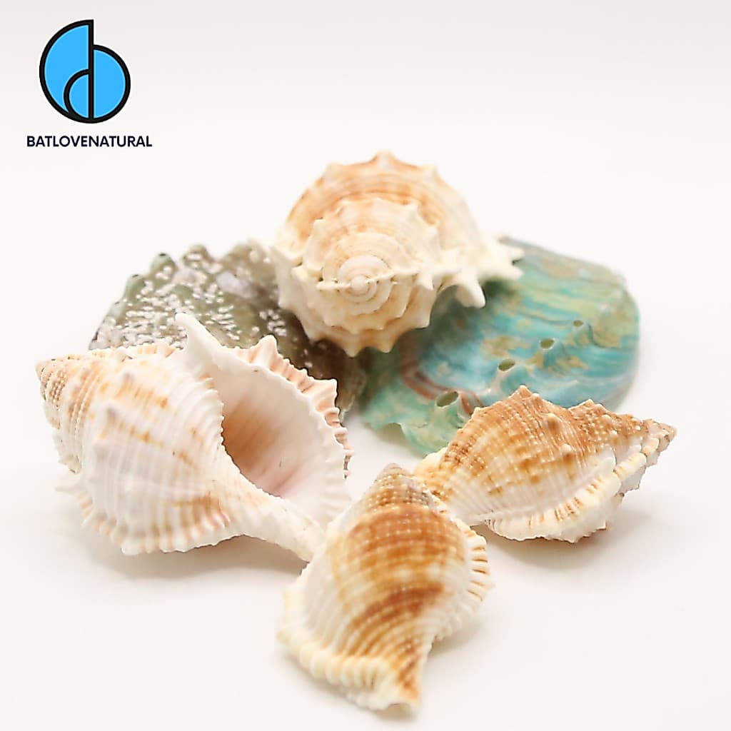 Vỏ ốc Da Cóc - Vỏ ốc mượn hồn - Vỏ ốc trang trí nhiều kích thước nhỏ vừa lớn