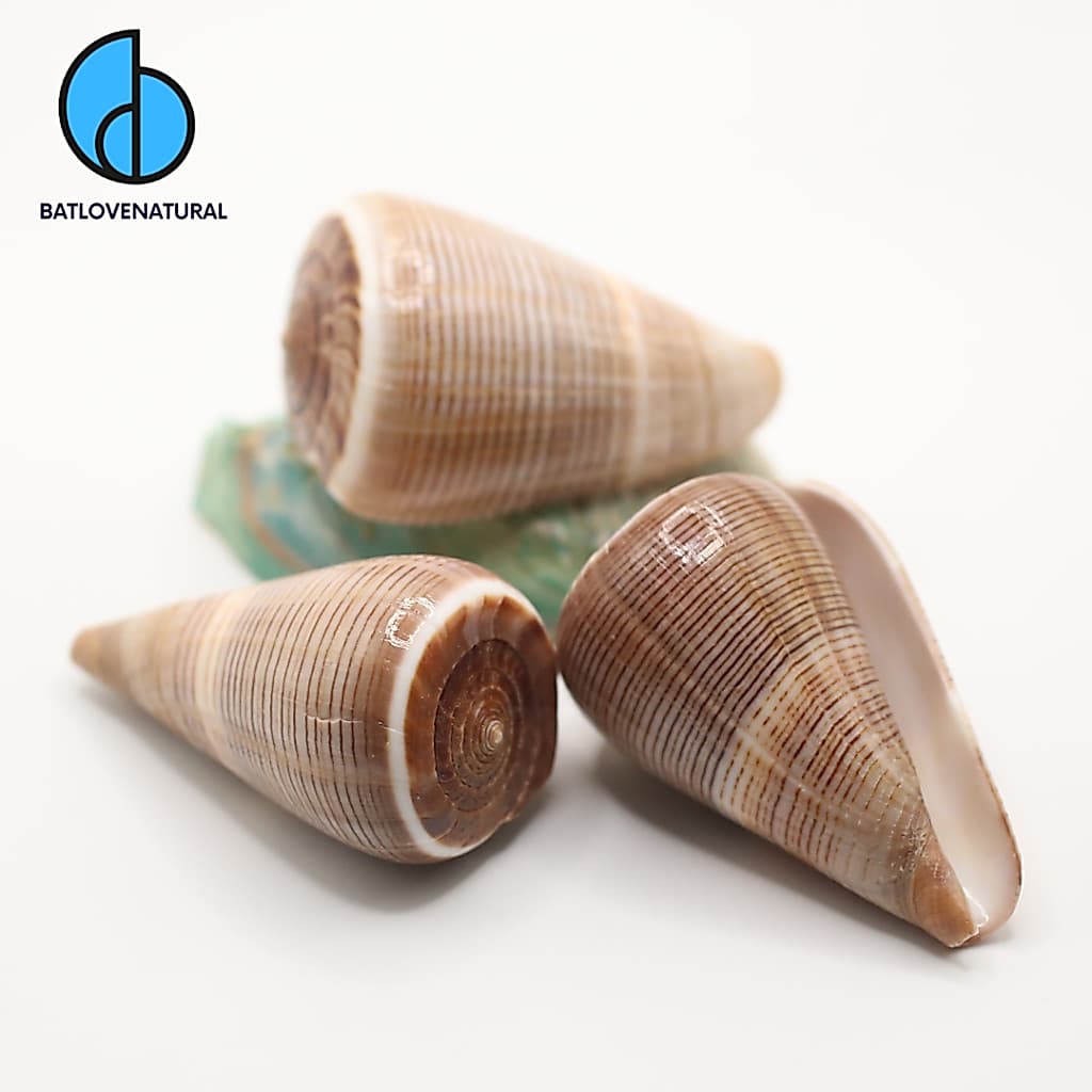 Vỏ ốc Conus Loroisii - Vỏ ốc trang trí nhiều kích thước - Vỏ ốc đẹp