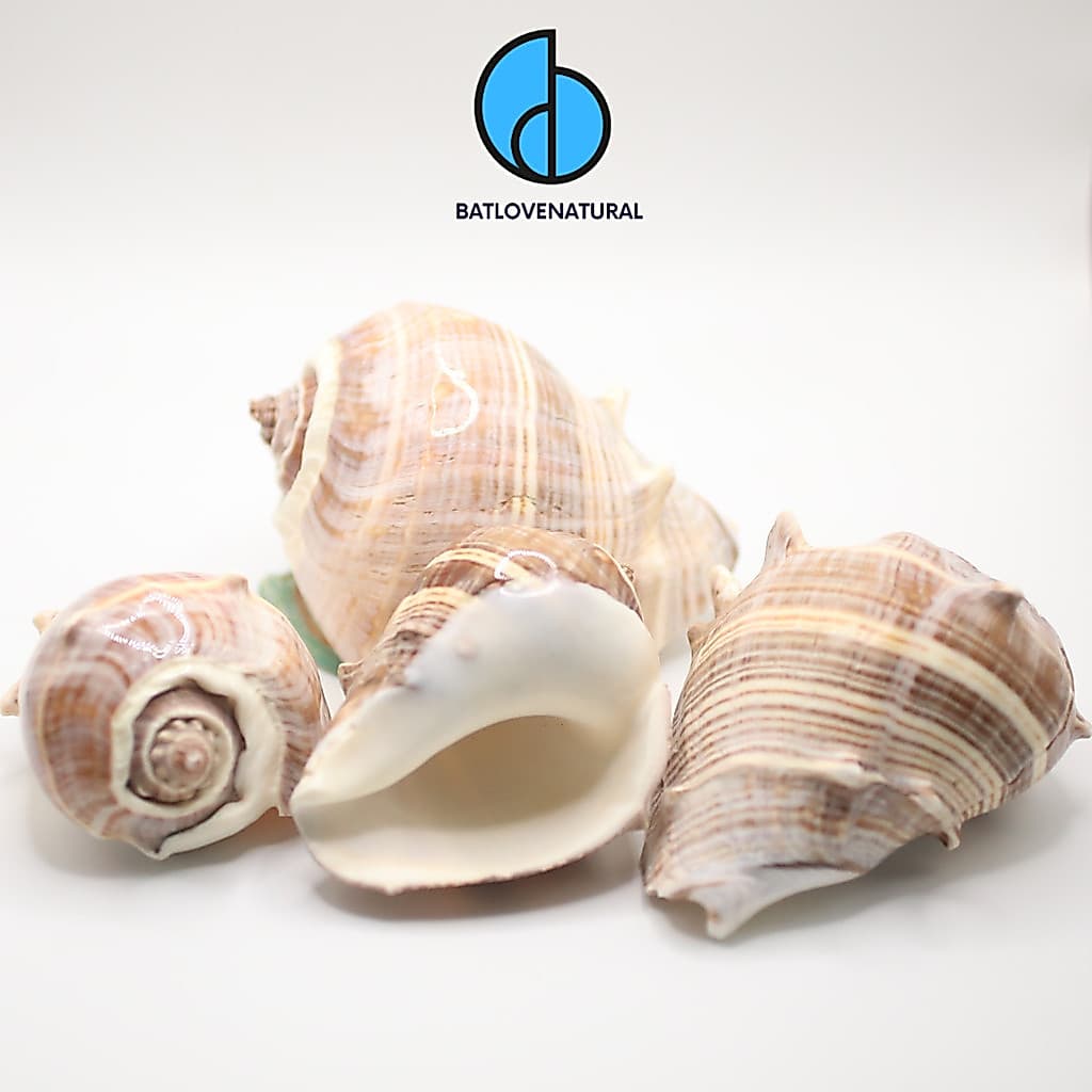 Vỏ ốc Melongena Melongena - Ốc mượn hồn - Vỏ ốc trang trí nhiều kích thước nhỏ vừa lớn