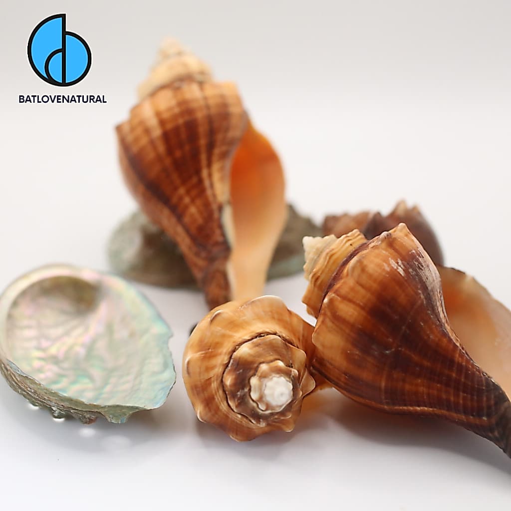 Vỏ ốc Đùi Gà -  Vỏ ốc mượn hồn -  Vỏ ốc trang trí nhiều kích thước nhỏ vừa lớn