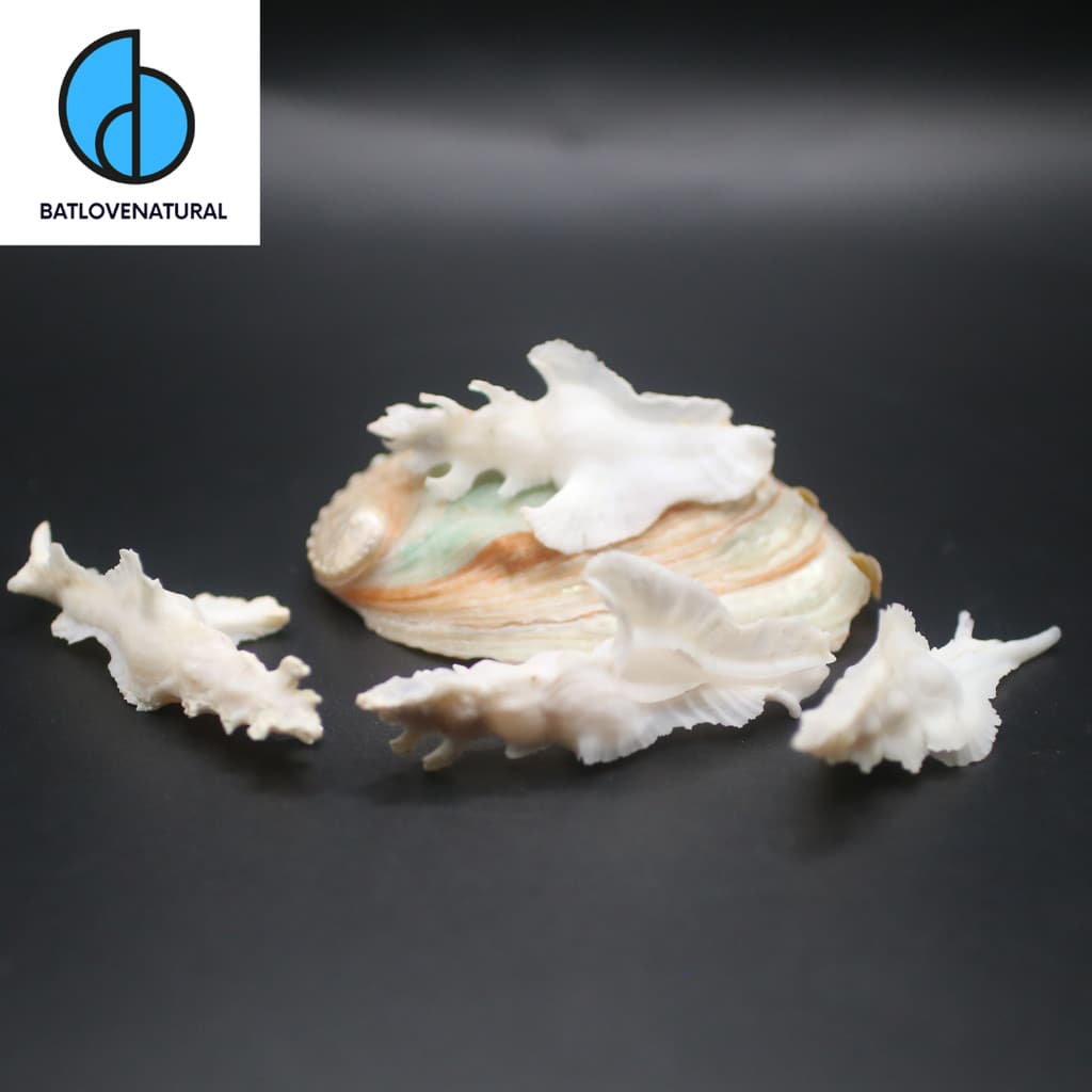 Vỏ Pterynotus Elongatus - Vỏ ốc trang trí nhiều kích thước - Vỏ ốc vỏ sò đẹp