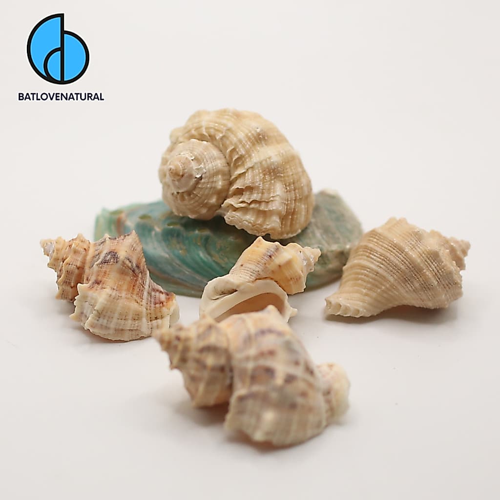 Vỏ ốc Voi - Vỏ ốc mượn hồn - Vỏ ốc trang trí nhiều kích thước nhỏ