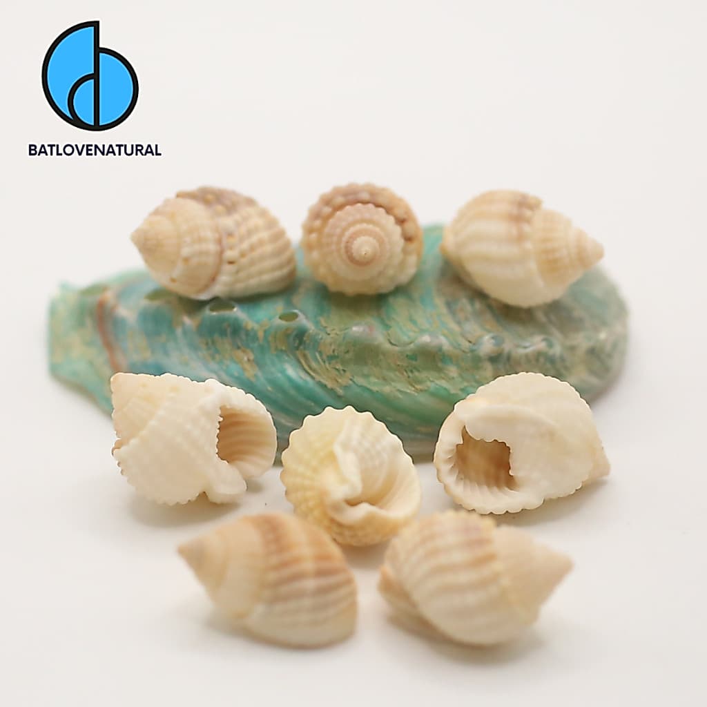 Vỏ ốc Nassarius Conoidalis - Vỏ ốc mượn hồn baby - Vỏ ốc đẹp