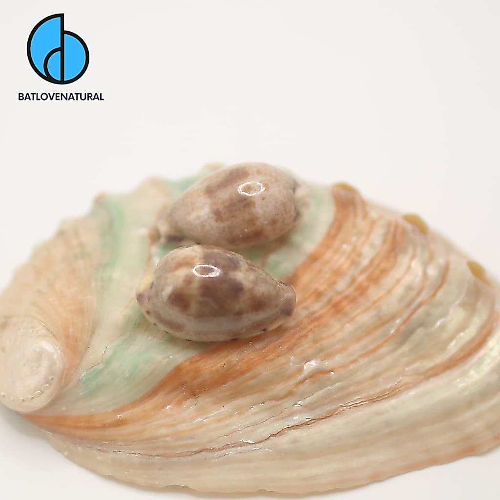 Vỏ ốc Cypraea Contradusta- BATLOVENATURAL - Vỏ ốc trang trí nhiều kích thước - Vỏ ốc đẹp · Ảnh 1