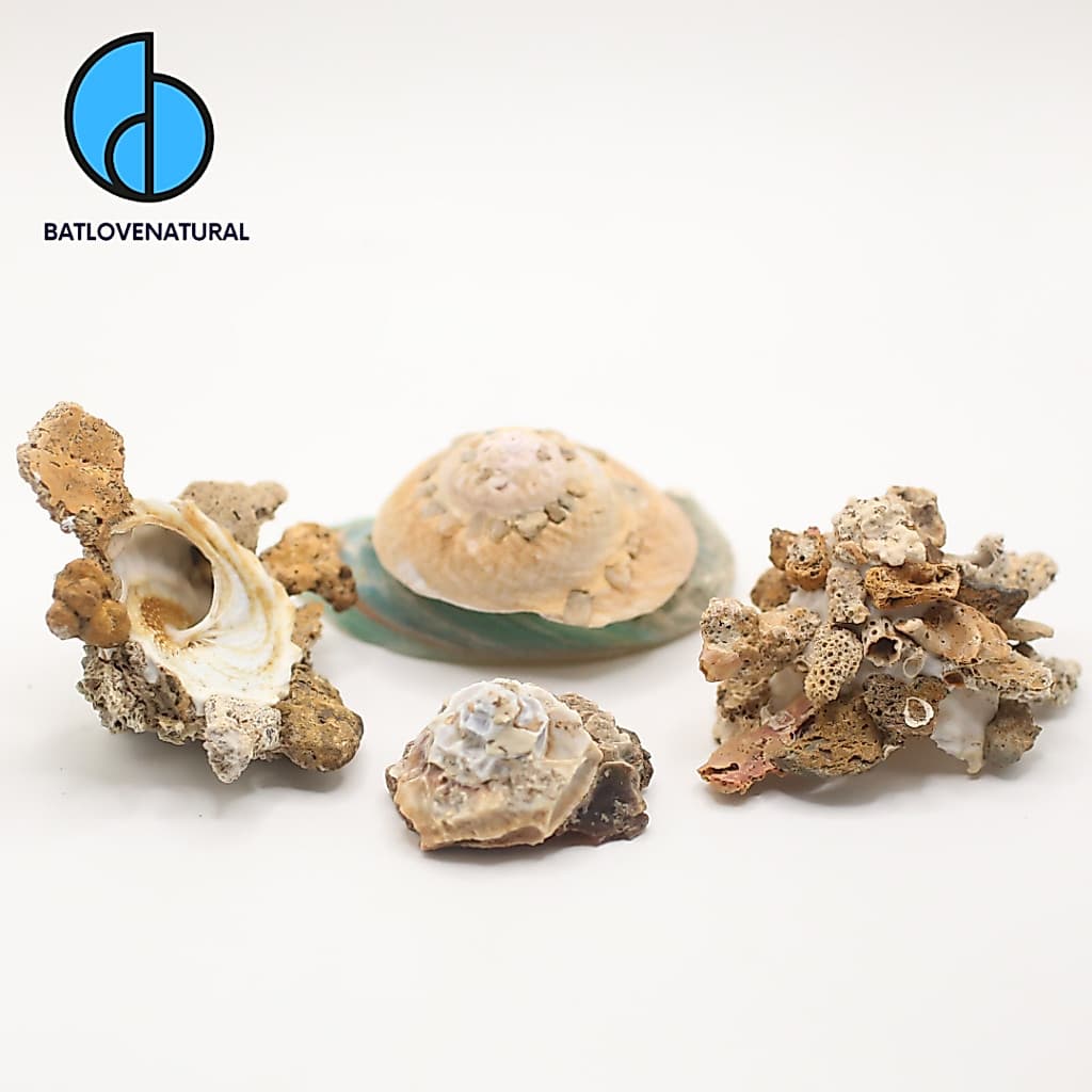 Vỏ ốc Xenophora - Vỏ ốc trang trí nhiều kích Thước - Vỏ ốc đẹp · Ảnh 1