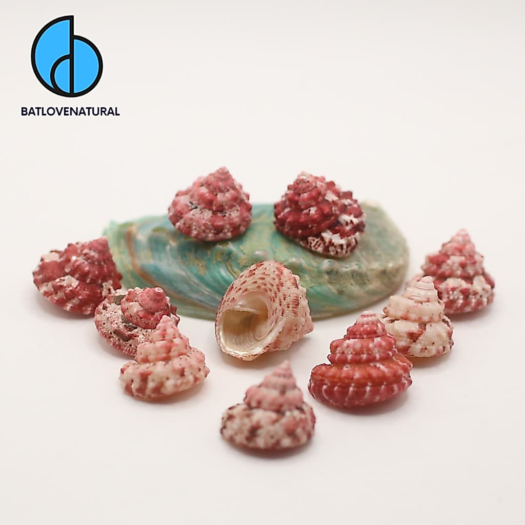 Vỏ ốc Trochus Ferreirai - Vỏ ốc trang trí nhiều kích thước