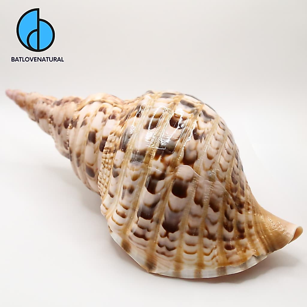 Vỏ ốc Hoàng Hậu ( Tù Và Bông ) - Vỏ ốc trang trí nhiều kích thước - Vỏ ốc đẹp