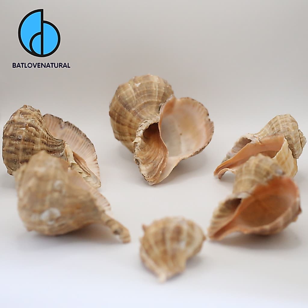 Vỏ ốc Rapana -  Ốc mượn hồn -  Vỏ ốc trang trí nhiều kích thước.