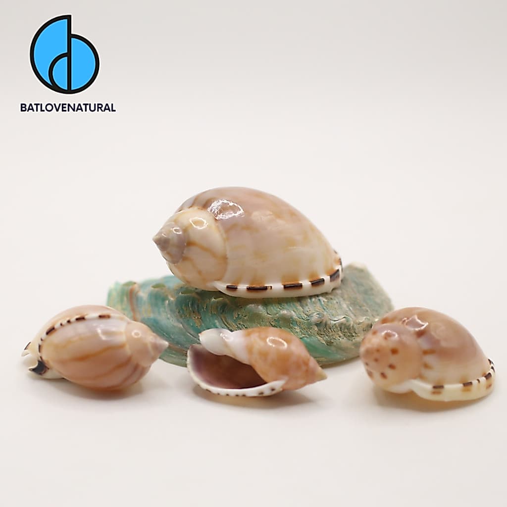 Vỏ ốc Casmaria - Vỏ ốc mượn hồn - Vỏ ốc trang trí nhiều kích thước nhỏ vừa lớn