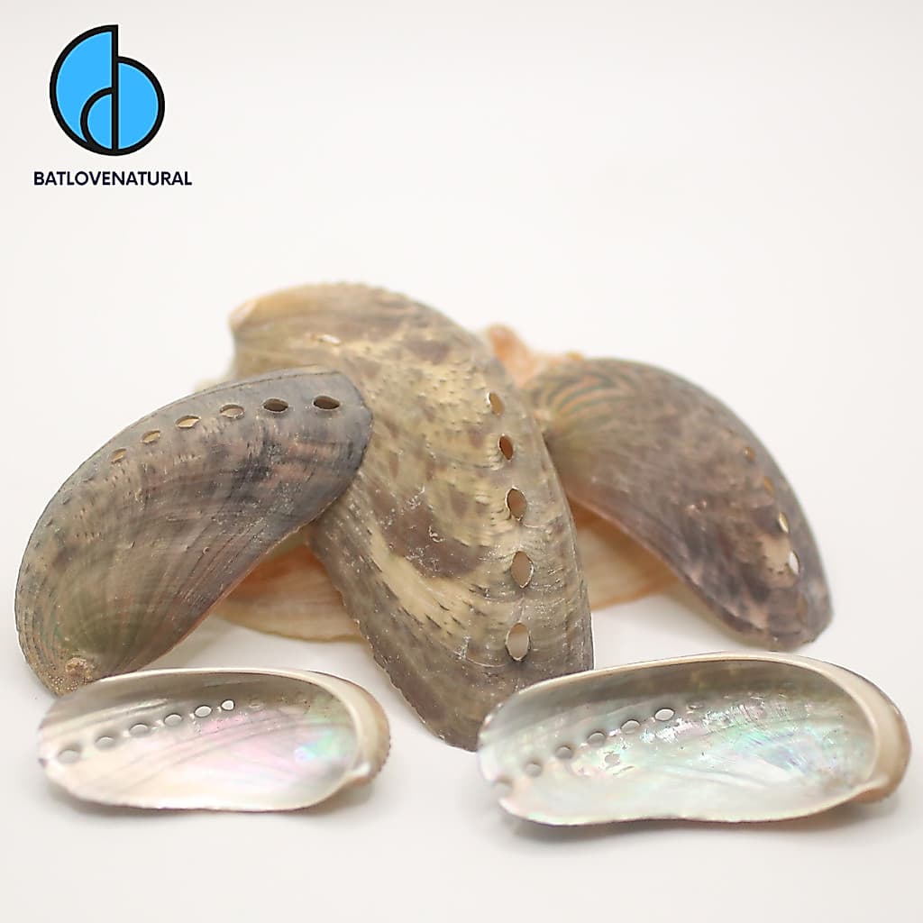 Vỏ Haliotis Asinina (Bào ngư vành tai) - BATLOVENATURAL - Vỏ Bào ngư trang trí nhiều kích thước - Vỏ Bào ngư đẹp