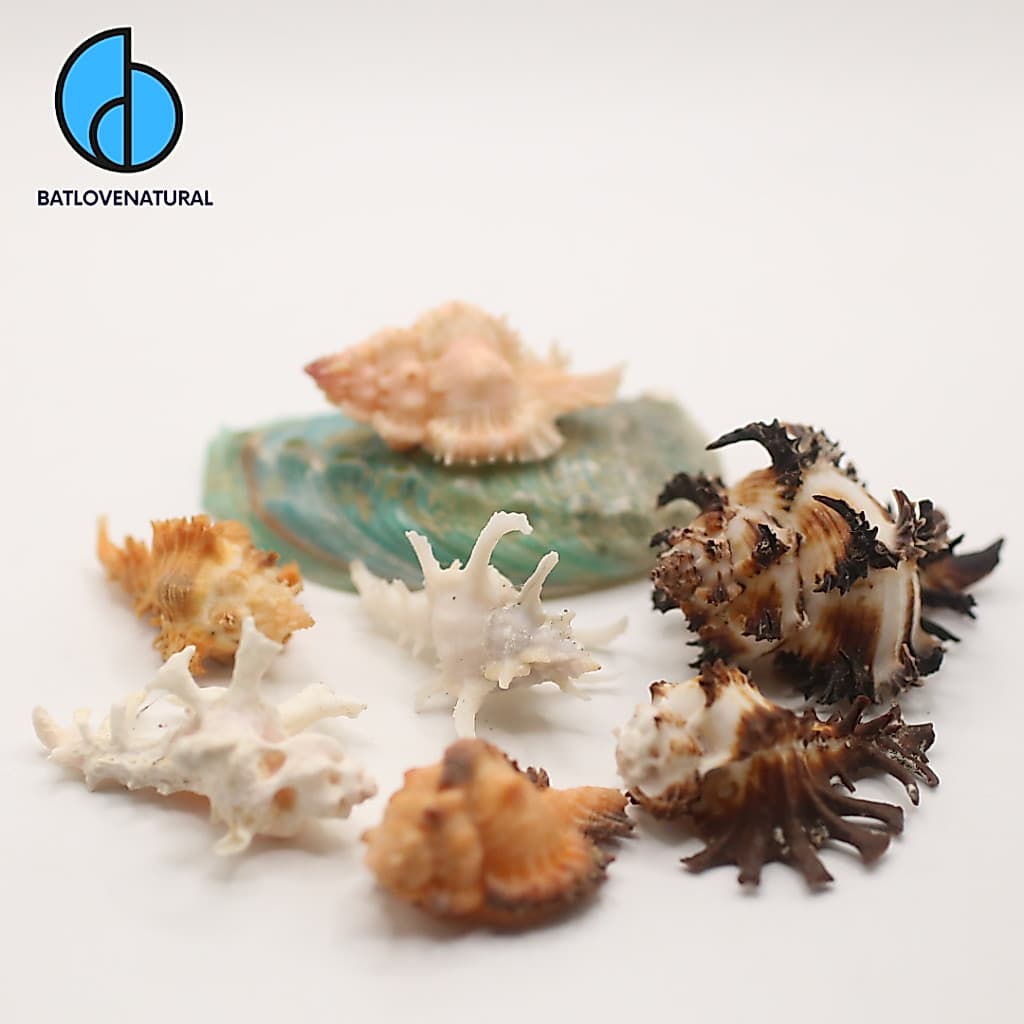Vỏ ốc Chicoreus - Vỏ ốc trang trí nhiều kích thước - Vỏ ốc đẹp