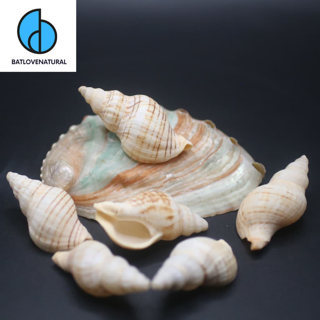 Vỏ ốc Siphonalia spadicea fuscolineata - Vỏ ốc mượn hồn - Vỏ ốc trang trí nhiều kích thước.