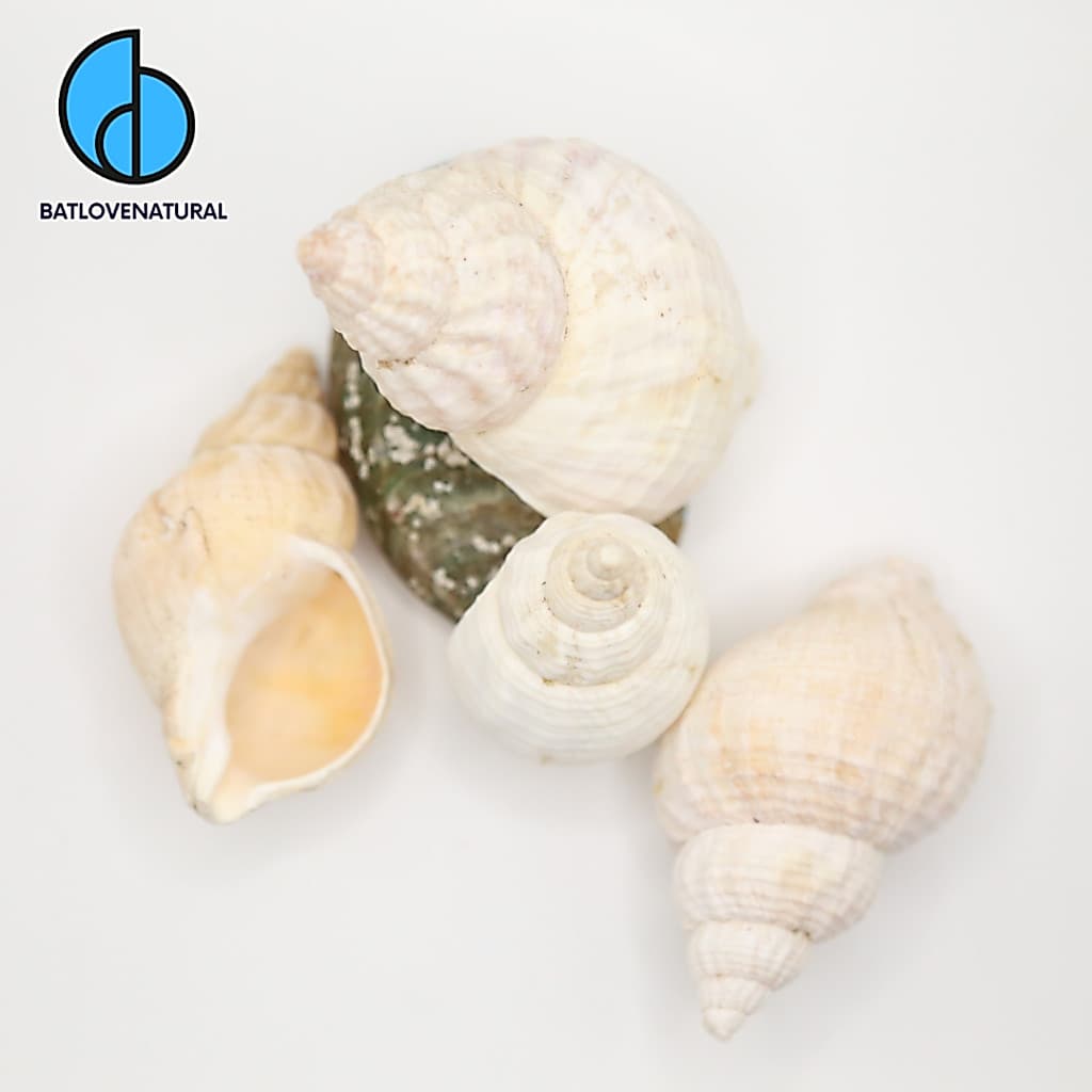 Vỏ ốc Bullot -  Vỏ ốc mượn hồn -  Vỏ ốc trang trí nhiều kích thước nhỏ vừa lớn