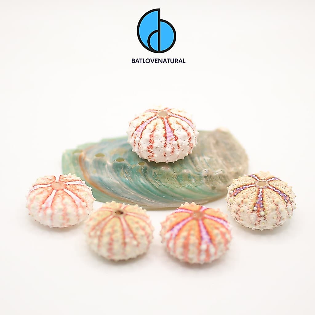 Vỏ Coelopleurus Maculatus ~ Sea Urchin - BATLOVENATURAL - Vỏ nhum trang trí nhiều kích thước