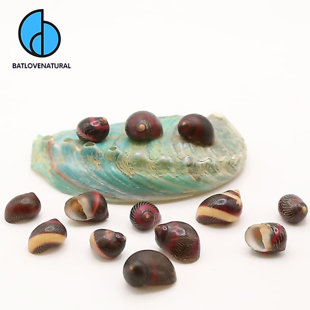 Vỏ ốc Nerite Special Collections - Vỏ ốc sưu tầm, vỏ ốc trang trí - Vỏ ốc đẹp