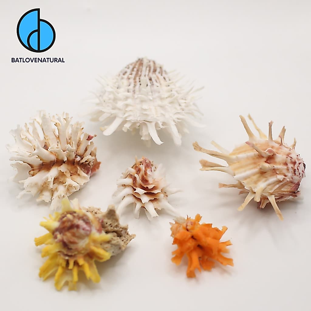 (Update on seashells 5) Vỏ ốc Spondylus - Vỏ ốc trang trí nhiều kích thước - Vỏ ốc đẹp