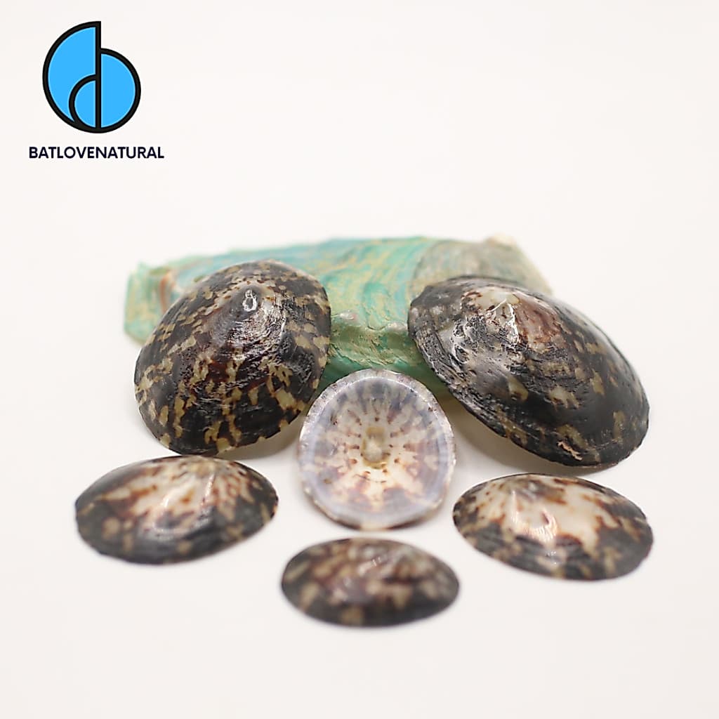 Vỏ Vú Nàng - Vỏ ốc trang trí nhiều kích thước