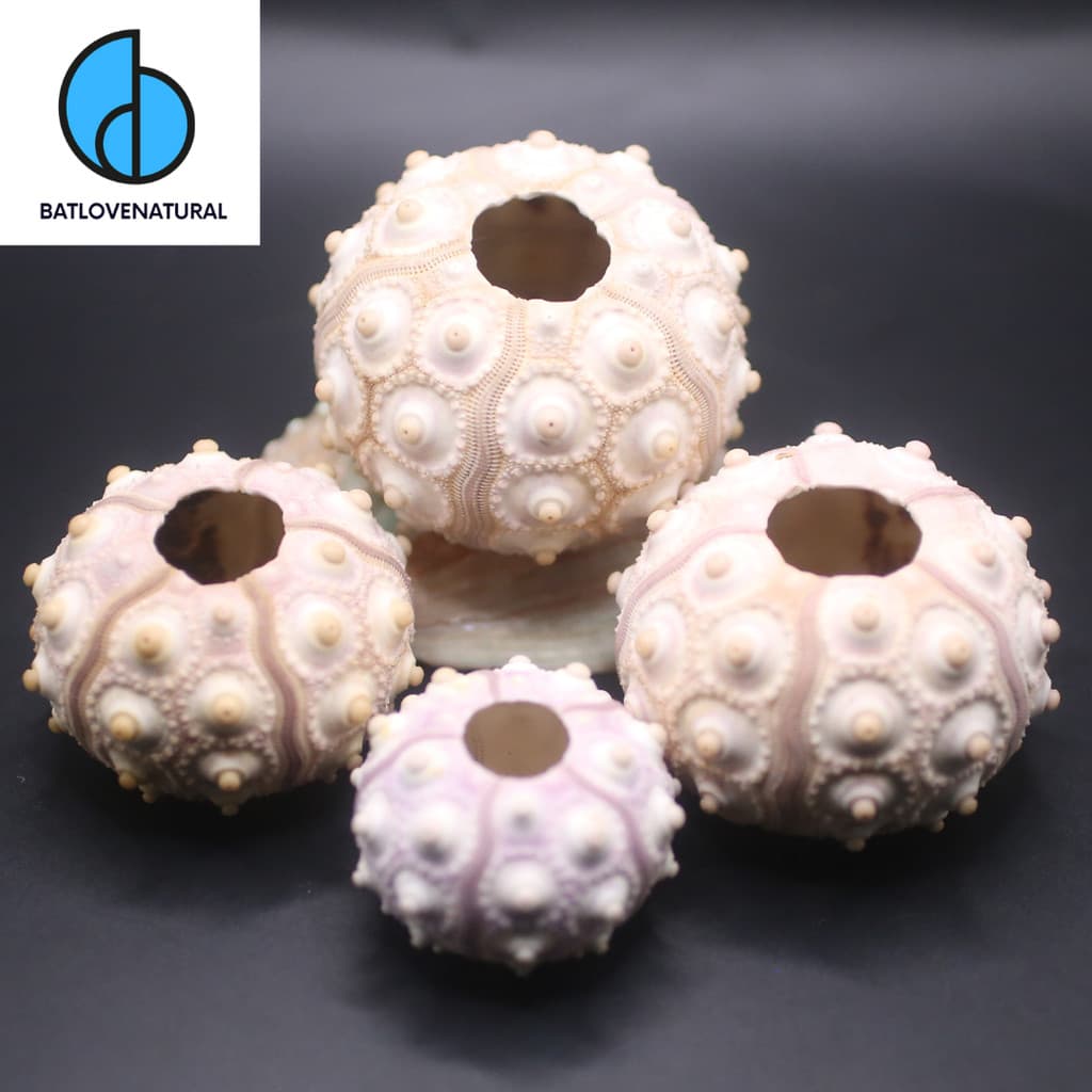 Vỏ Sputnik Sea Urchins ( Vỏ Nhum Biển ) - Trang trí nhà cửa