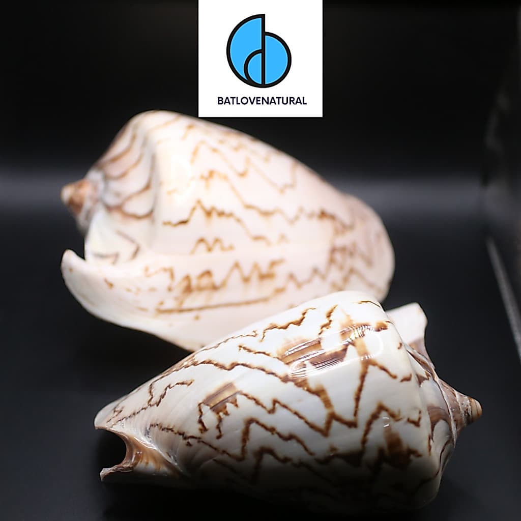 Vỏ ốc Cymbiola Nobilis - Vỏ ốc trang trí nhiều kích thước - Vỏ ốc đẹp
