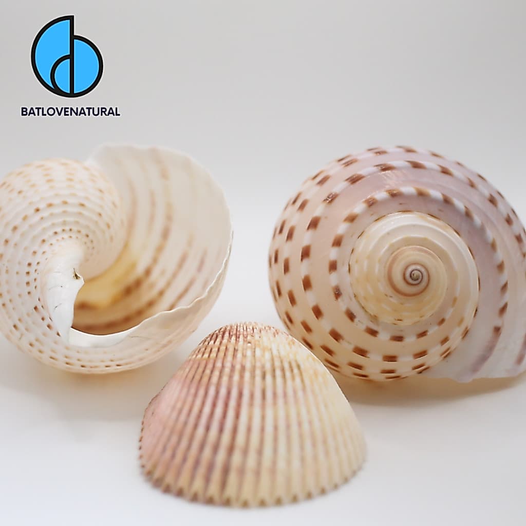 Vỏ ốc Giấy - Vỏ ốc mượn hồn - Vỏ ốc trang trí nhiều kích thước nhỏ vừa lớn