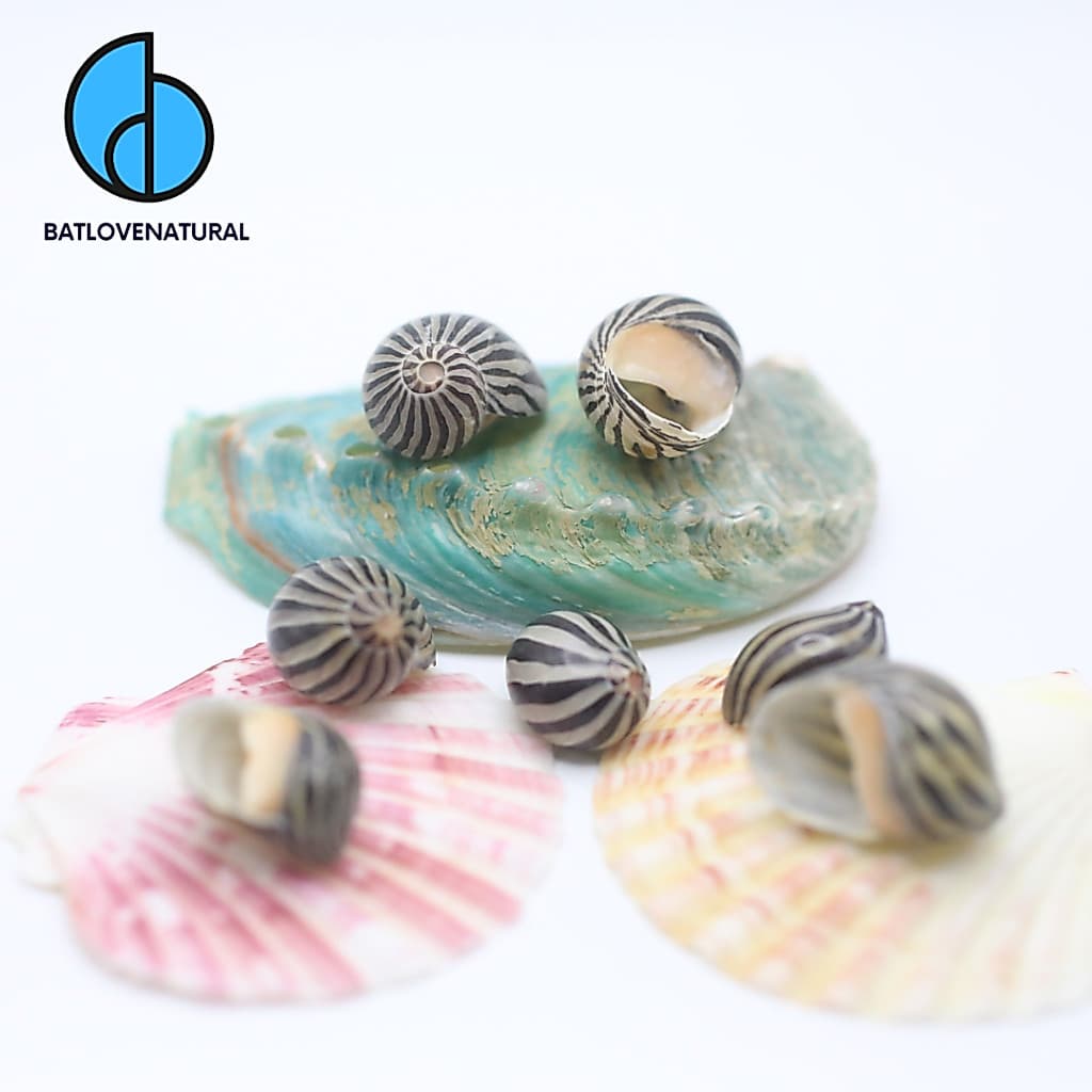 Vỏ ốc Nerite Sọc Đen - Vỏ ốc mượn hồn baby - Vỏ ốc đẹp · Ảnh 1