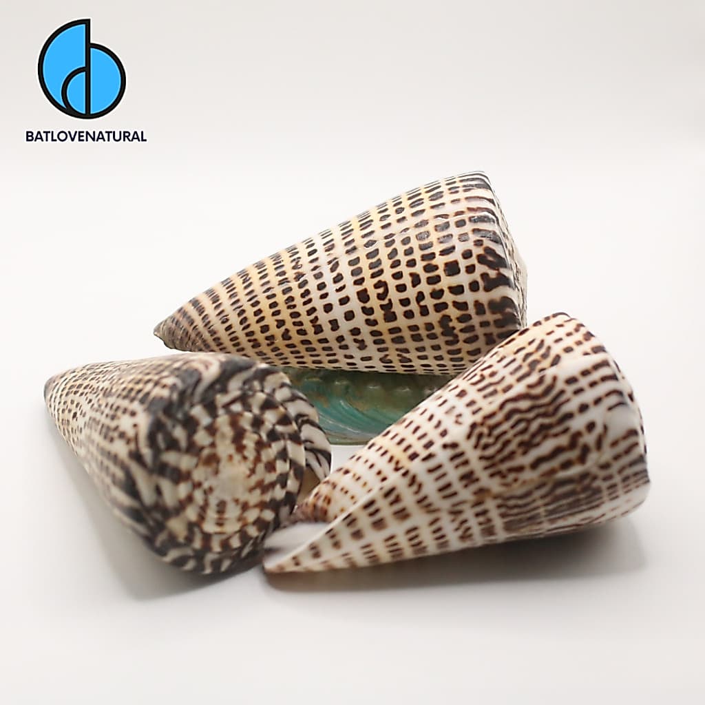 Vỏ ốc Cối Mè Đen - Vỏ ốc trang trí nhiều kích thước - Vỏ ốc đẹp
