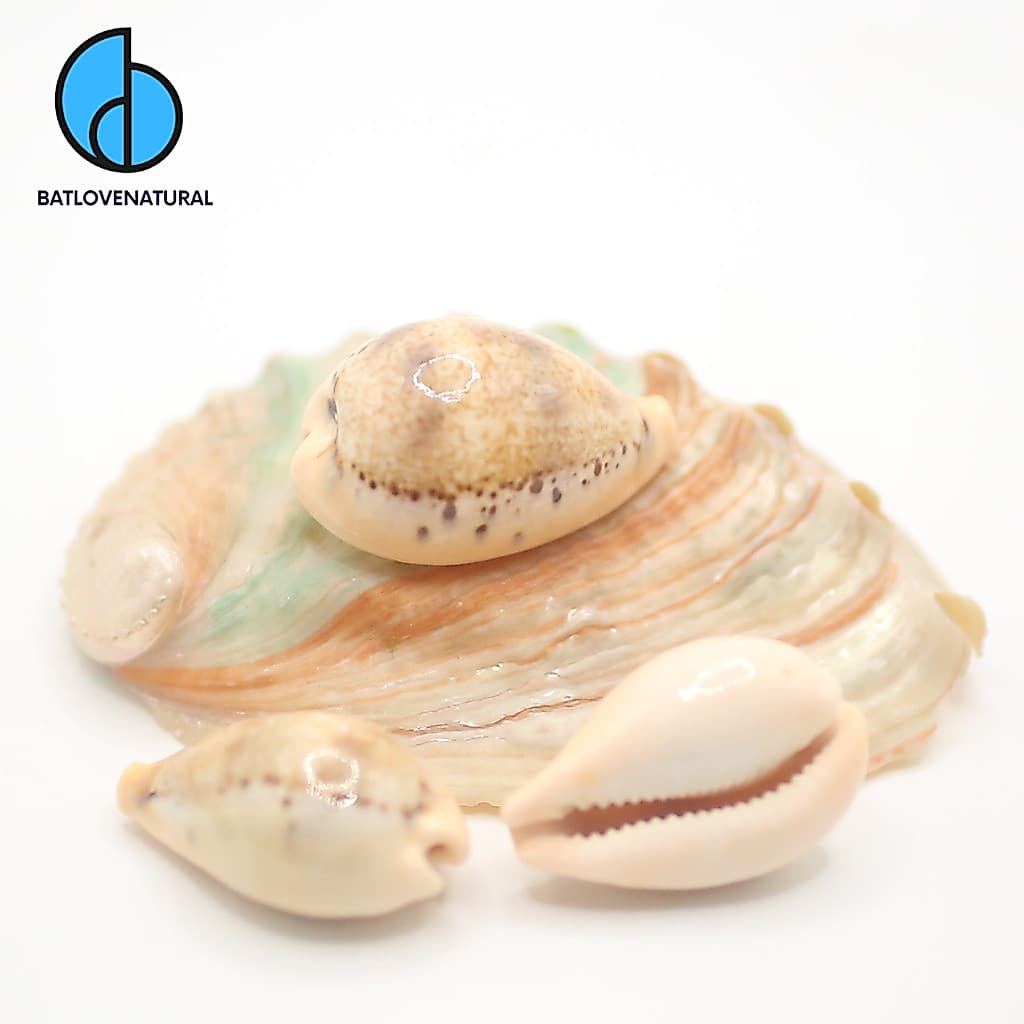 Vỏ ốc Cypraea hungerfordi - Vỏ ốc trang trí nhiều kích thước - Vỏ ốc đẹp