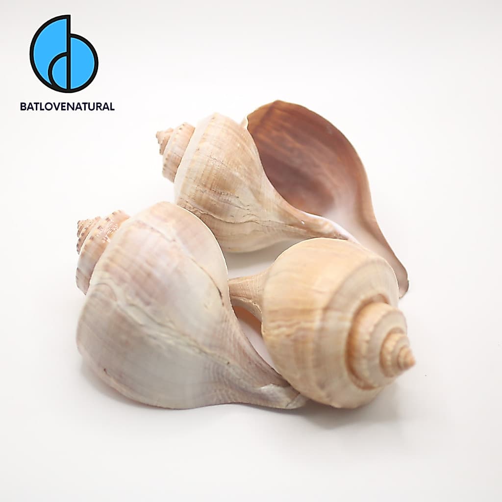 Vỏ ốc Channeled Whelk - Vỏ ốc trang trí nhiều kích thước - Vỏ ốc đẹp