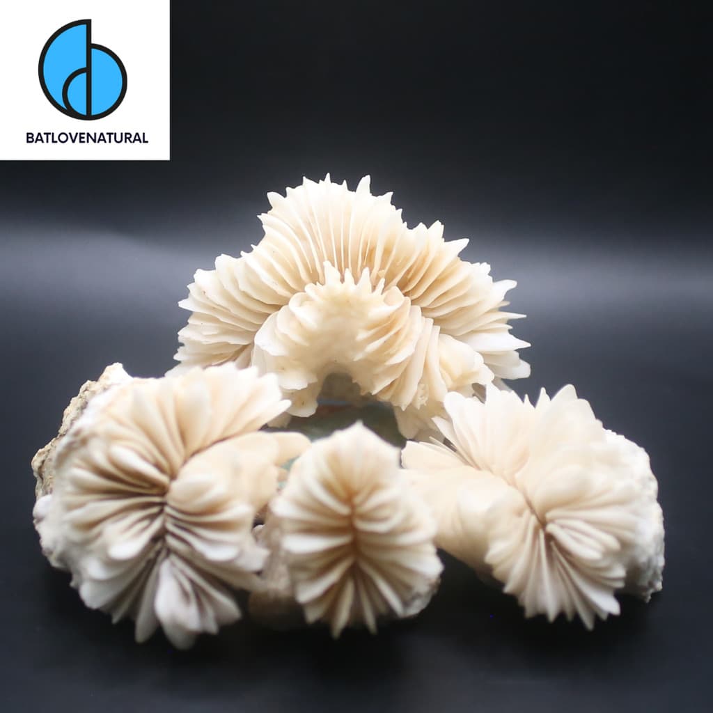 Vỏ San Hô (Mushroom Coral) - San hô trang trí nhiều kích thước - San hô biển đẹp