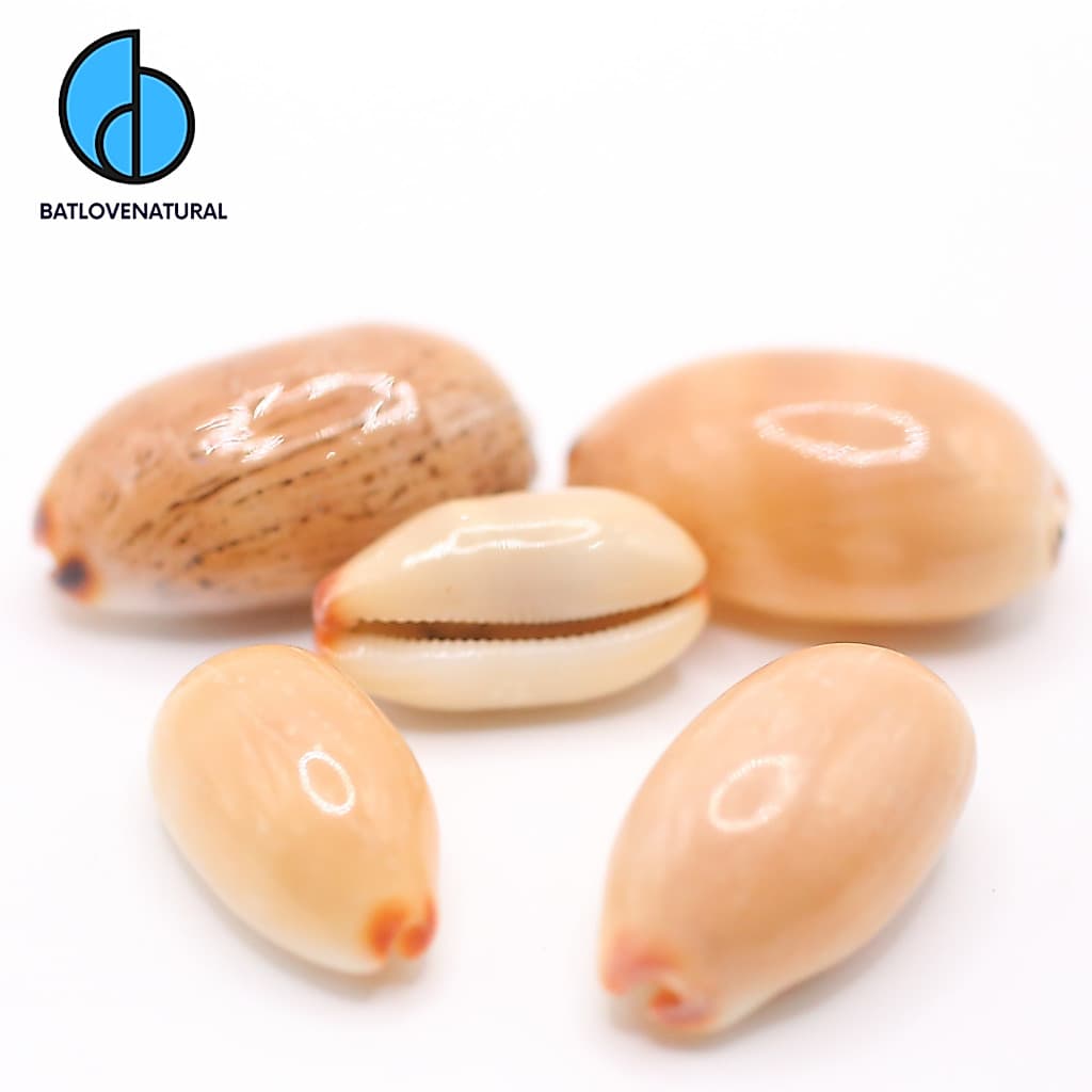 Vỏ ốc Luria Isabella (Nga Cam Sọc Đen Trắng) - Vỏ ốc trang trí nhiều kích thước nhỏ vừa lớn - Vỏ ốc đẹp