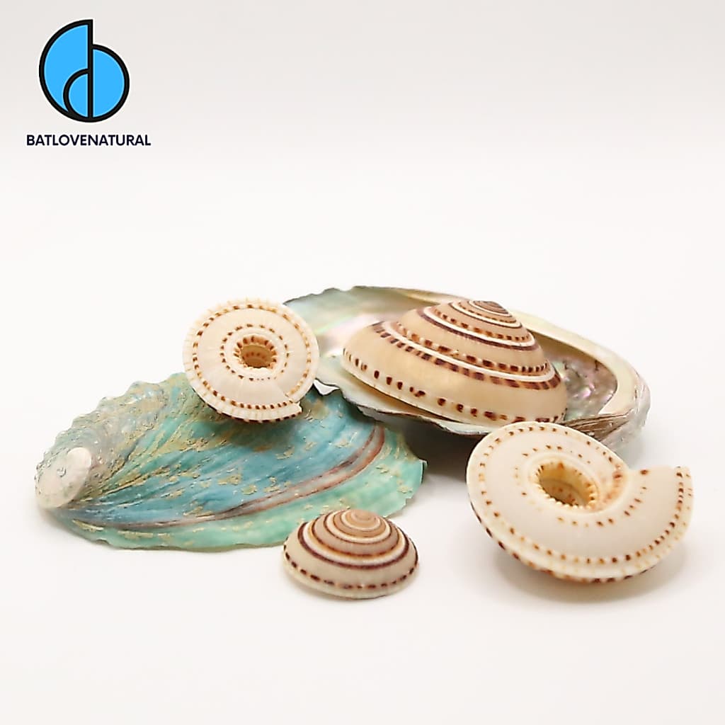 Vỏ ốc Mặt Trời - Vỏ ốc trang trí nhiều kích thước - Vỏ ốc biển đẹp